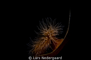 Anemone sitting on broad leaf kelp. 60mm macro lens and a... by Lars Nedergaard 